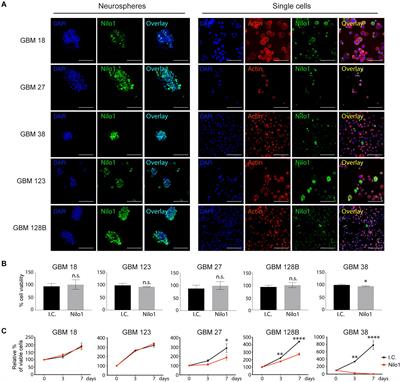 Potential Therapeutic Effects of the Neural Stem Cell-Targeting Antibody Nilo1 in Patient-Derived Glioblastoma Stem Cells